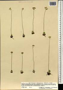 Androsace bungeana Schischk. & Bobrov, Mongolia (MONG) (Mongolia)