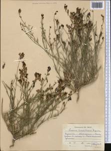 Linaria transiliensis Kuprian., Middle Asia, Northern & Central Tian Shan (M4) (Kazakhstan)