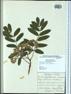 Sorbus aucuparia L., Eastern Europe, Central region (E4) (Russia)