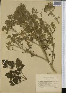 Bubon macedonicum L., Western Europe (EUR) (Italy)
