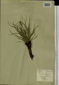 Takhtajaniantha austriaca (Willd.) Zaika, Sukhor. & N. Kilian, Siberia, Baikal & Transbaikal region (S4) (Russia)