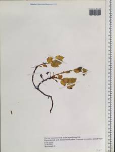 Hylotelephium populifolium (Pall.) H. Ohba, Siberia, Altai & Sayany Mountains (S2) (Russia)