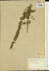 Artemisia abrotanum L., Eastern Europe, Moscow region (E4a) (Russia)