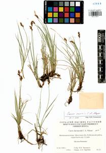 Carex enervis C.A.Mey., Siberia, Baikal & Transbaikal region (S4) (Russia)