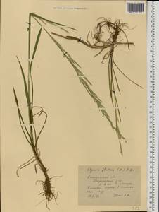 Glyceria fluitans (L.) R.Br., Eastern Europe, Central forest region (E5) (Russia)