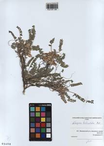 KUZ 001 365, Astragalus testiculatus Pall., Siberia, Altai & Sayany Mountains (S2) (Russia)