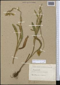 Pilosella echioides subsp. proceriformis (Nägeli & Peter) S. Bräut. & Greuter, Middle Asia, Caspian Ustyurt & Northern Aralia (M8) (Kazakhstan)