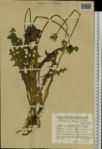 Taraxacum bicorne Dahlst., Siberia, Russian Far East (S6) (Russia)