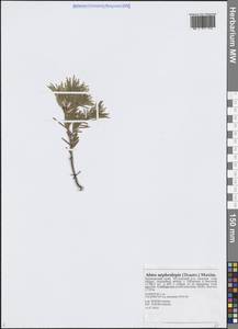 Abies nephrolepis (Trautv. ex Maxim.) Maxim., Siberia, Russian Far East (S6) (Russia)