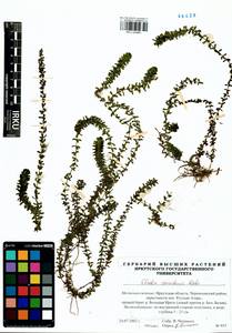Elodea canadensis Michx., Siberia, Baikal & Transbaikal region (S4) (Russia)