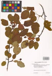 Malus prunifolia (Willd.) Borkh., Eastern Europe, Central region (E4) (Russia)