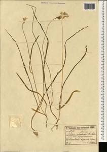 Allium zebdanense Boiss. & Noë, South Asia, South Asia (Asia outside ex-Soviet states and Mongolia) (ASIA) (Turkey)