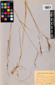 Elymus gmelinii (Trin.) Tzvelev, Siberia, Baikal & Transbaikal region (S4) (Russia)
