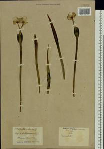 Stratiotes aloides L., Eastern Europe, North Ukrainian region (E11) (Ukraine)