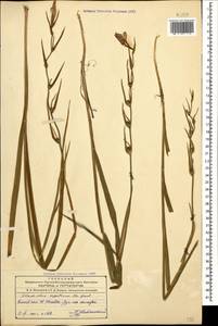 Gladiolus italicus Mill., Caucasus, Azerbaijan (K6) (Azerbaijan)