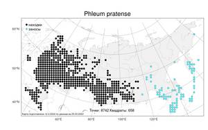 Phleum pratense L., Atlas of the Russian Flora (FLORUS) (Russia)