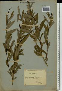 Salix purpurea, Eastern Europe, Middle Volga region (E8) (Russia)