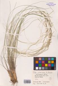 Stipa ucrainica P.A.Smirn., Eastern Europe, Lower Volga region (E9) (Russia)