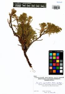 Juniperus pseudosabina Fisch. & C.A.Mey., Siberia, Baikal & Transbaikal region (S4) (Russia)