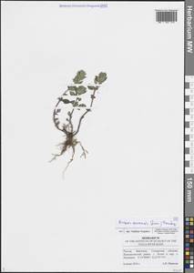 Clinopodium acinos (L.) Kuntze, Eastern Europe, Middle Volga region (E8) (Russia)