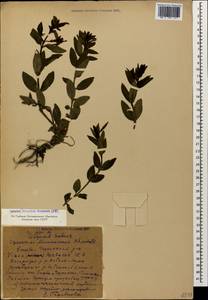 Vinca herbacea Waldst. & Kit., Caucasus, Stavropol Krai, Karachay-Cherkessia & Kabardino-Balkaria (K1b) (Russia)