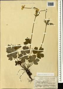 Ranunculus cappadocicus Willd., Caucasus, Armenia (K5) (Armenia)
