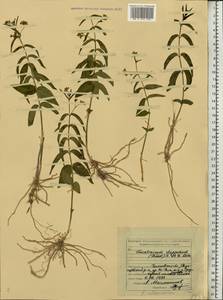 Vincetoxicum hirundinaria subsp. stepposum (Pobed.) Markgr., Eastern Europe, Middle Volga region (E8) (Russia)