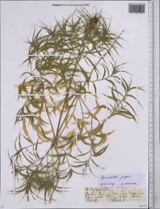 Agriophyllum pungens (Vahl) Link, Middle Asia, Muyunkumy, Balkhash & Betpak-Dala (M9) (Kazakhstan)