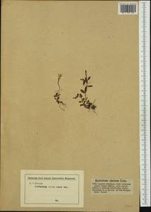 Epilobium anagallidifolium Lam., Western Europe (EUR) (Austria)