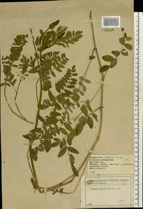 Astragalus cicer L., Eastern Europe, Central forest-and-steppe region (E6) (Russia)