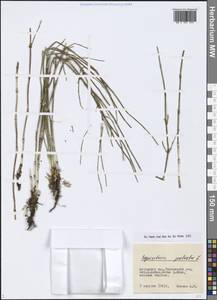 Equisetum palustre L., Siberia, Altai & Sayany Mountains (S2) (Russia)