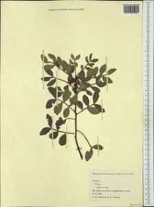 Pistacia lentiscus, Western Europe (EUR) (Spain)