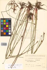 Eleocharis mamillata (H.Lindb.) H.Lindb., Siberia, Russian Far East (S6) (Russia)