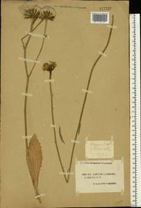 Trommsdorffia maculata (L.) Bernh., Eastern Europe, South Ukrainian region (E12) (Ukraine)