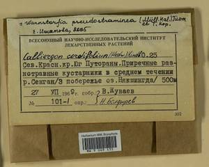 Warnstorfia pseudostraminea (Müll. Hal.) Tuom. & T.J. Kop., Bryophytes, Bryophytes - Krasnoyarsk Krai, Tyva & Khakassia (B17) (Russia)