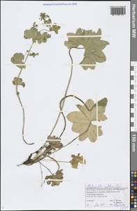 Alchemilla altaica Juz., Eastern Europe, Northern region (E1) (Russia)