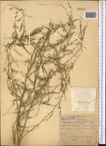 Asparagus brachyphyllus Turcz., Middle Asia, Syr-Darian deserts & Kyzylkum (M7) (Uzbekistan)
