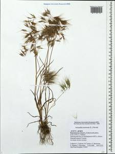 Bromus tectorum L., Eastern Europe, Central forest-and-steppe region (E6) (Russia)