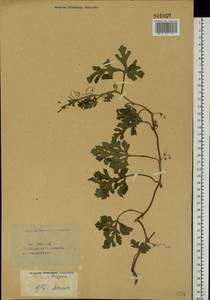 Citrullus lanatus (Thunb.) Matsumura & Nakai, Eastern Europe, Eastern region (E10) (Russia)