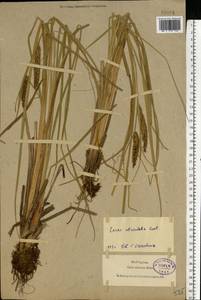 Carex rostrata Stokes, Eastern Europe, North-Western region (E2) (Russia)