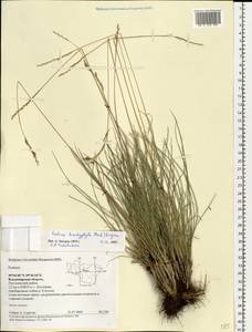 Festuca trachyphylla (Hack.) Hack., Eastern Europe, Central region (E4) (Russia)