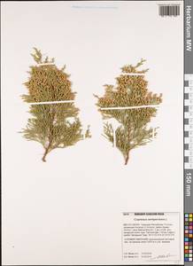 Cupressus sempervirens L., South Asia, South Asia (Asia outside ex-Soviet states and Mongolia) (ASIA) (Turkey)
