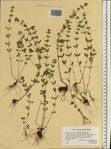Clinopodium acinos (L.) Kuntze, Eastern Europe, Central forest-and-steppe region (E6) (Russia)