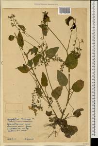 Symphytum tauricum Willd., Caucasus, Krasnodar Krai & Adygea (K1a) (Russia)