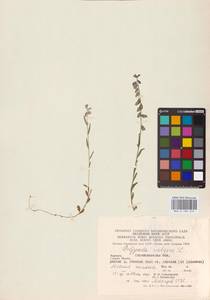 Polygala vulgaris L., Eastern Europe, West Ukrainian region (E13) (Ukraine)