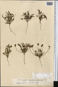 Plantago minuta Pall., Middle Asia, Northern & Central Tian Shan (M4) (Kyrgyzstan)