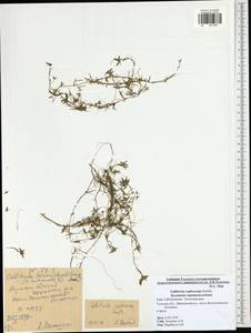 Callitriche cophocarpa Sendtn., Eastern Europe, Central region (E4) (Russia)