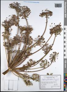 Xanthogalum purpurascens Avé-Lall., South Asia, South Asia (Asia outside ex-Soviet states and Mongolia) (ASIA) (Turkey)