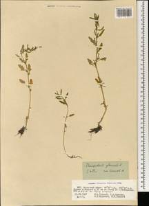 Oxybasis glauca (L.) S. Fuentes, Uotila & Borsch, Mongolia (MONG) (Mongolia)