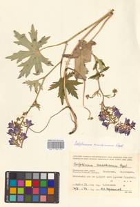 Delphinium maackianum Regel, Siberia, Russian Far East (S6) (Russia)